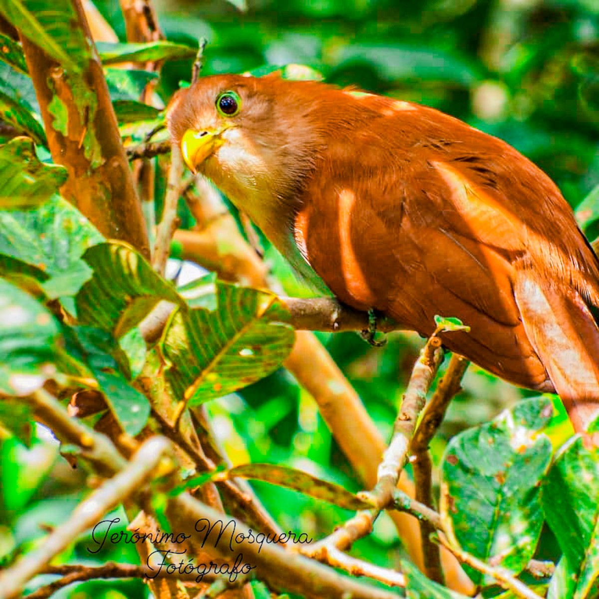 Common Squirrel-Cuckoo - ML624744525