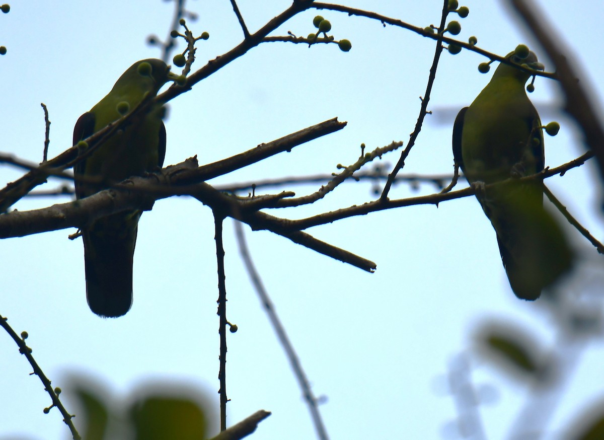 Gray-fronted Green-Pigeon - ML624744613