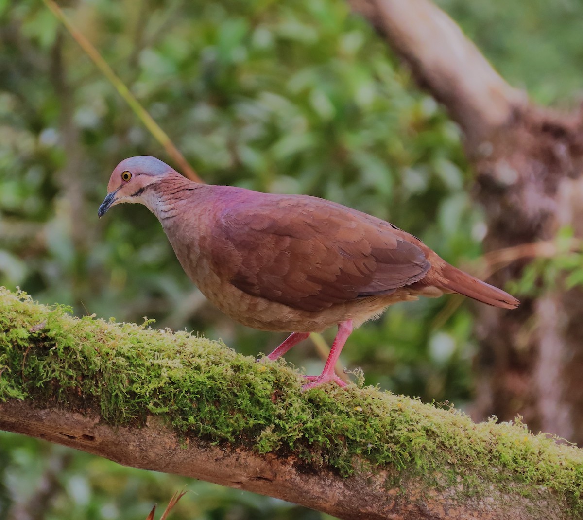 White-throated Quail-Dove - ML624744620