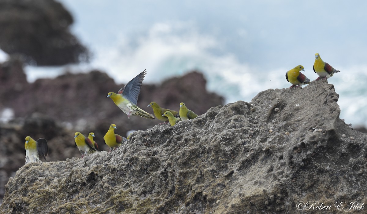 綠鳩 - ML624744636