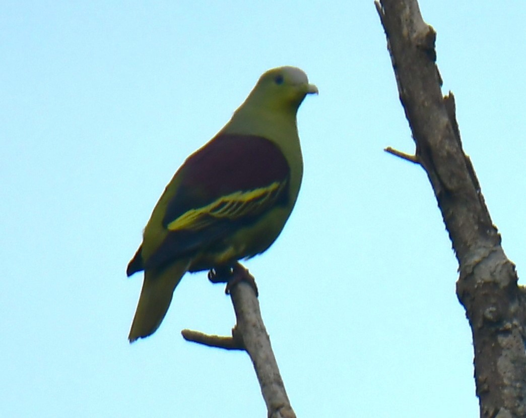 Gray-fronted Green-Pigeon - ML624744648