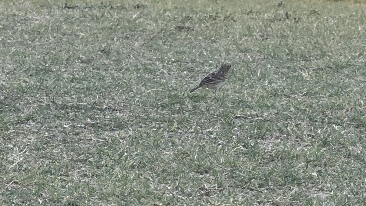 Sprague's Pipit - ML624744661