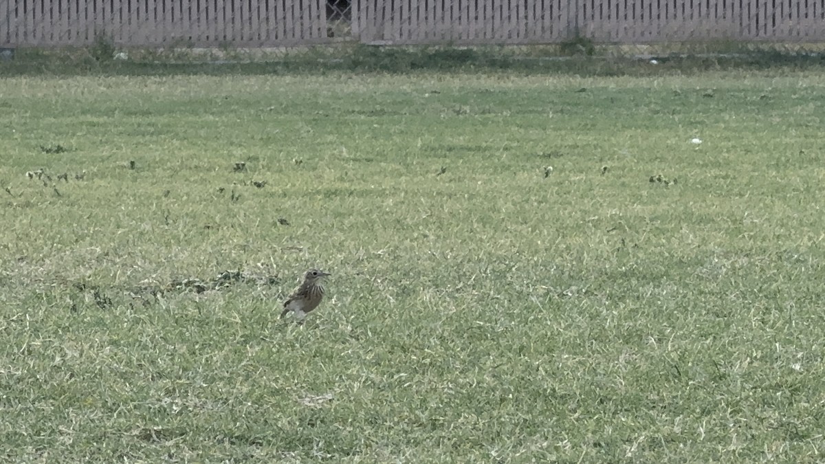 Sprague's Pipit - ML624744662