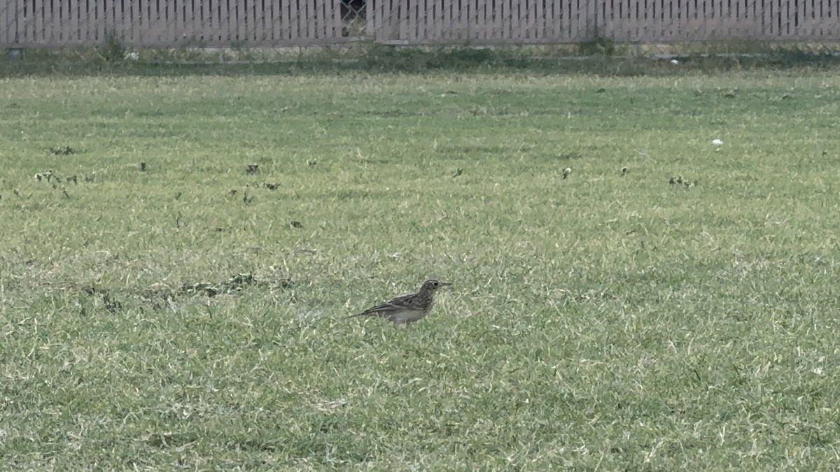 Sprague's Pipit - ML624744663