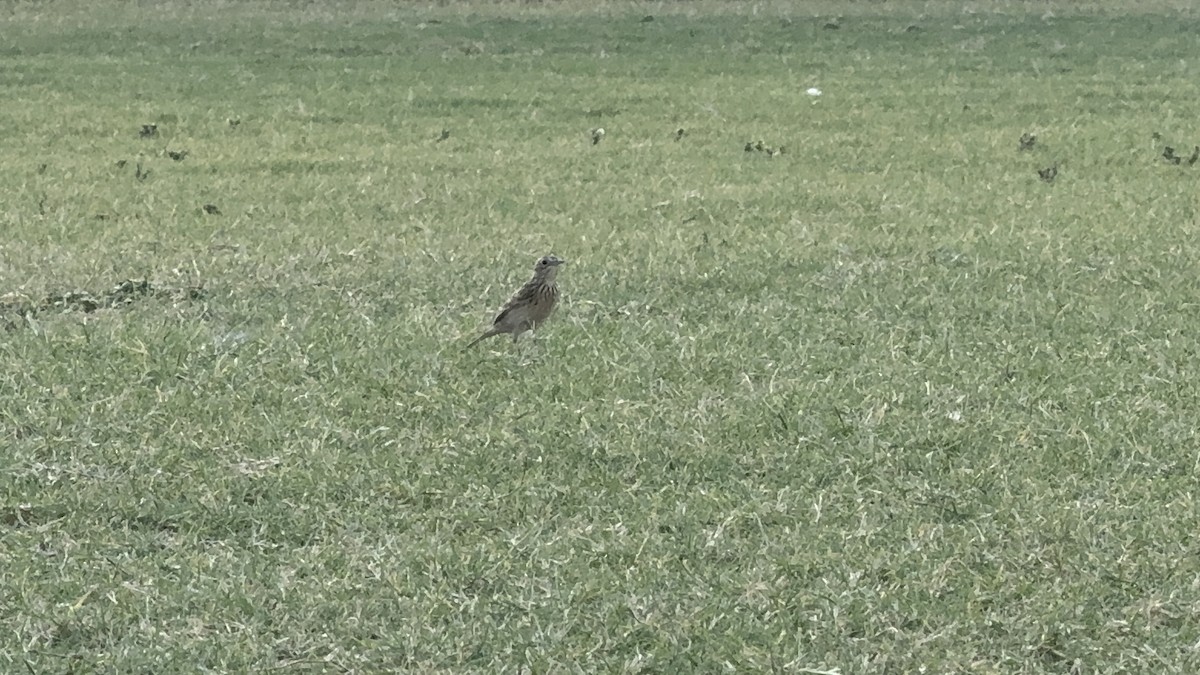 Sprague's Pipit - ML624744664