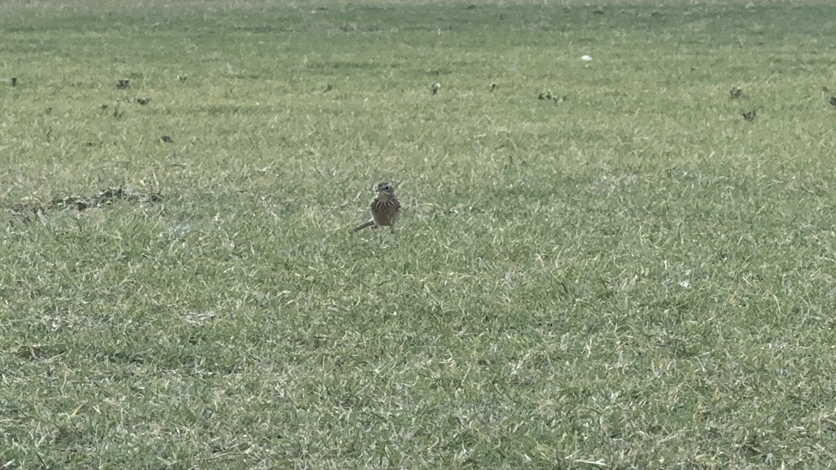 Sprague's Pipit - ML624744665