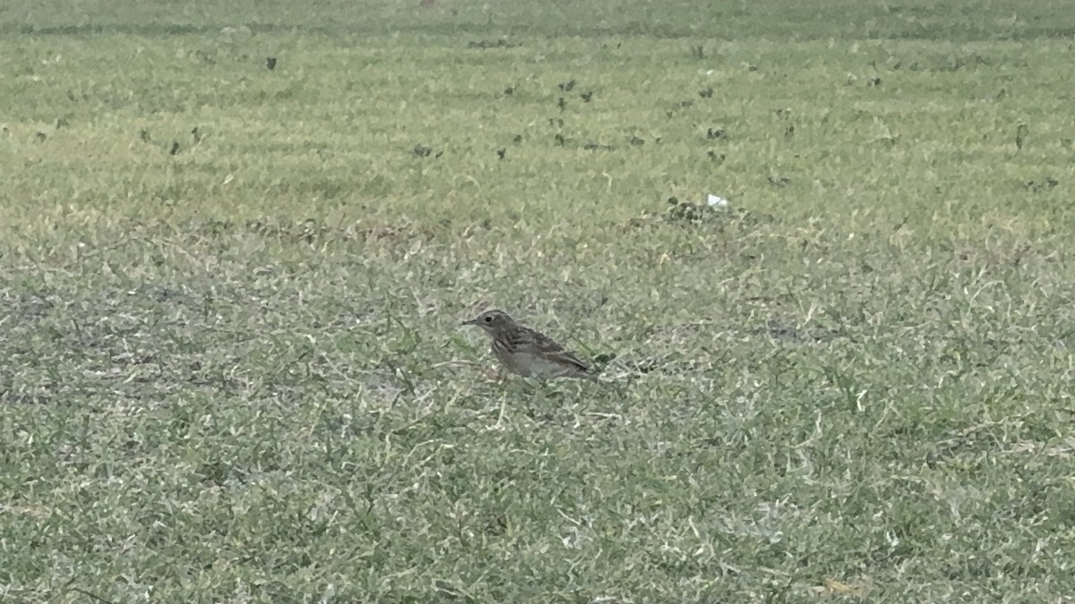 Sprague's Pipit - ML624744666