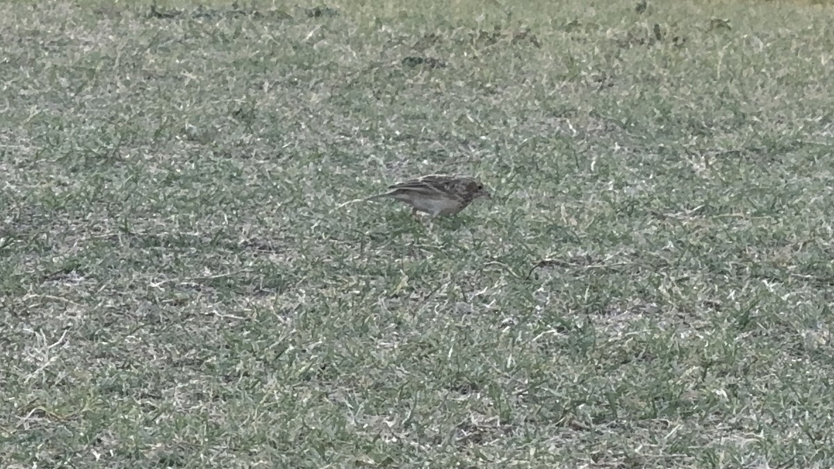 Sprague's Pipit - ML624744667