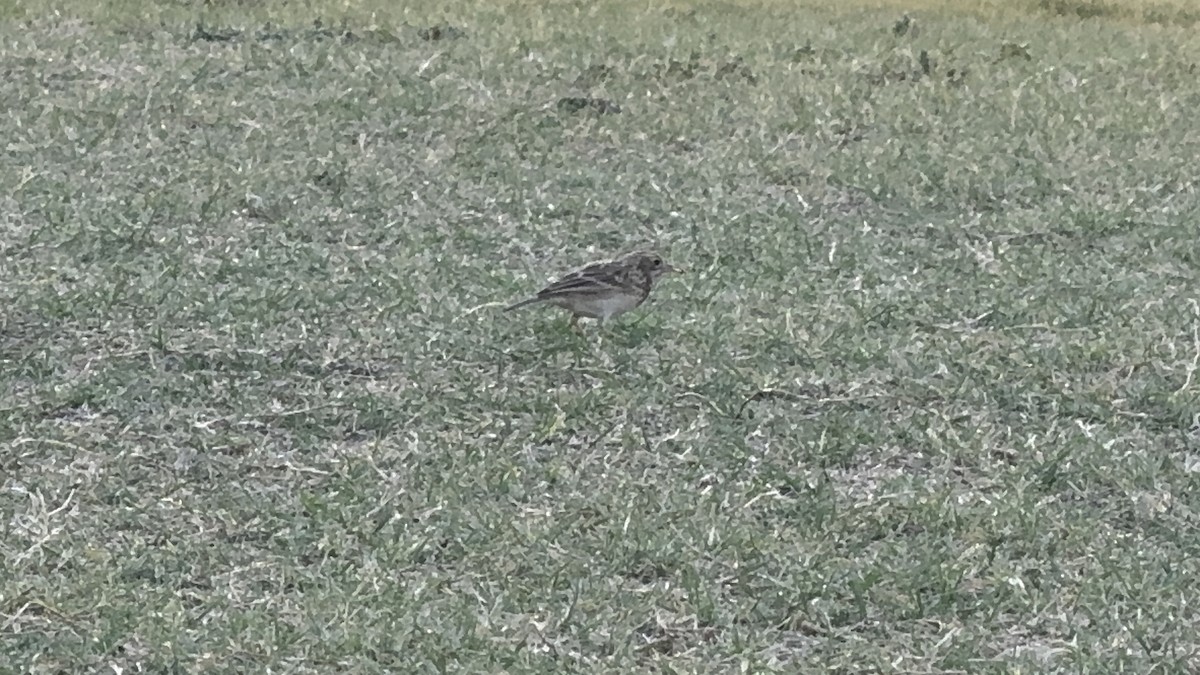 Sprague's Pipit - ML624744668