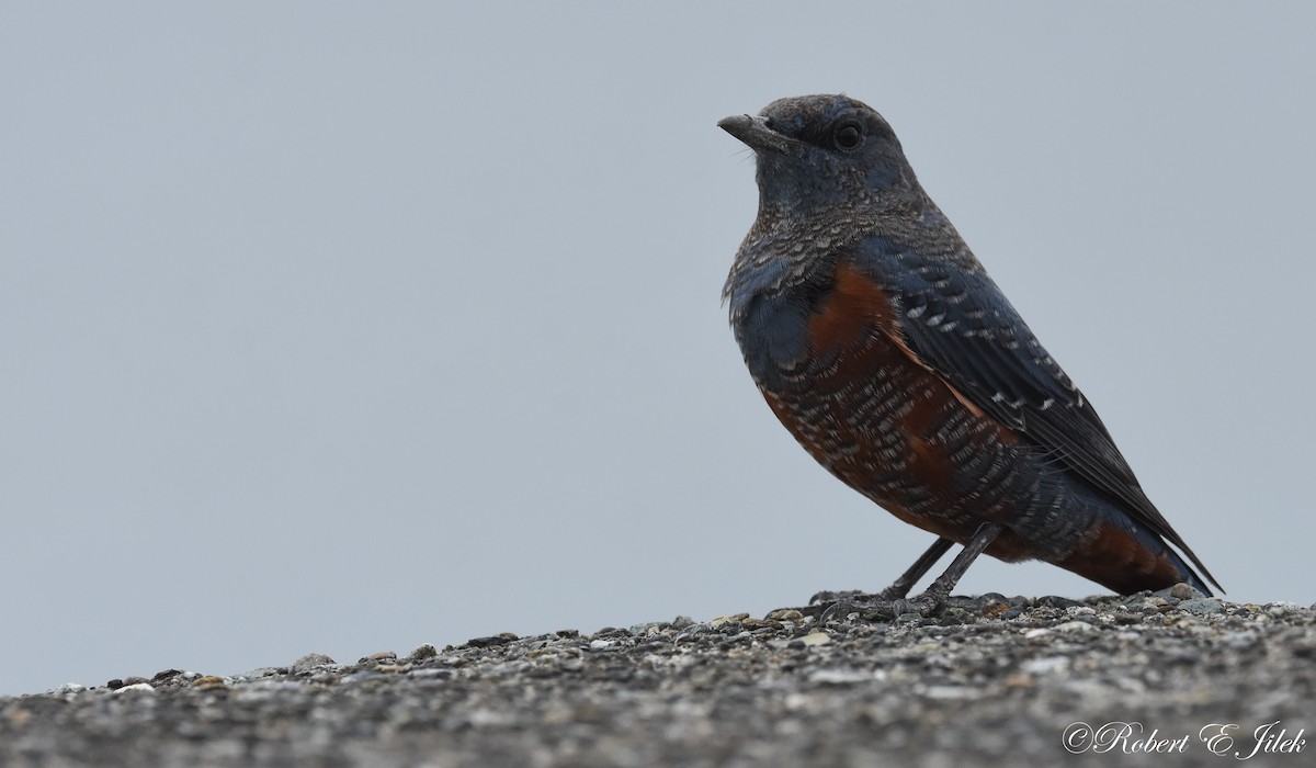 藍磯鶇 - ML624744669