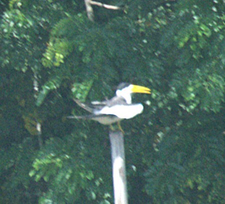 Large-billed Tern - ML624744763