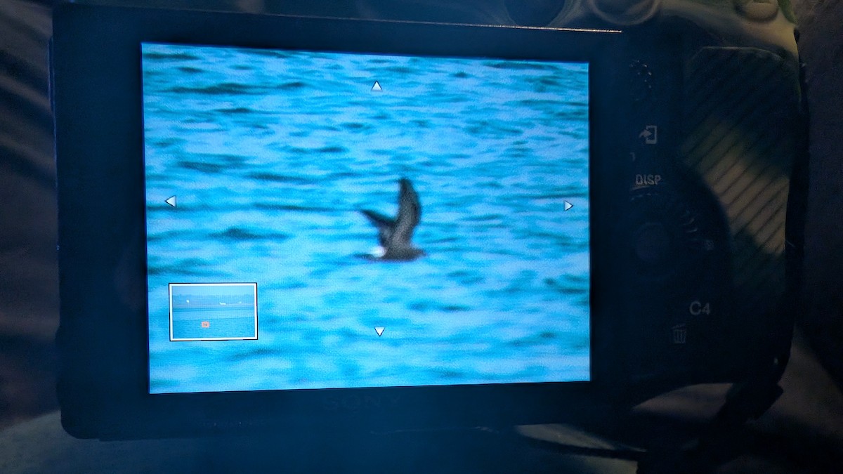 Leach's Storm-Petrel - ML624745006