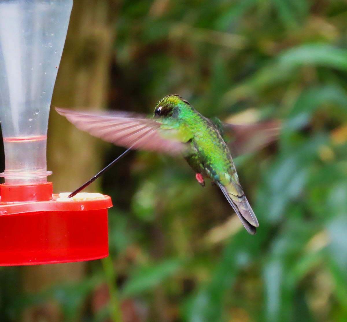 Sword-billed Hummingbird - ML624745048