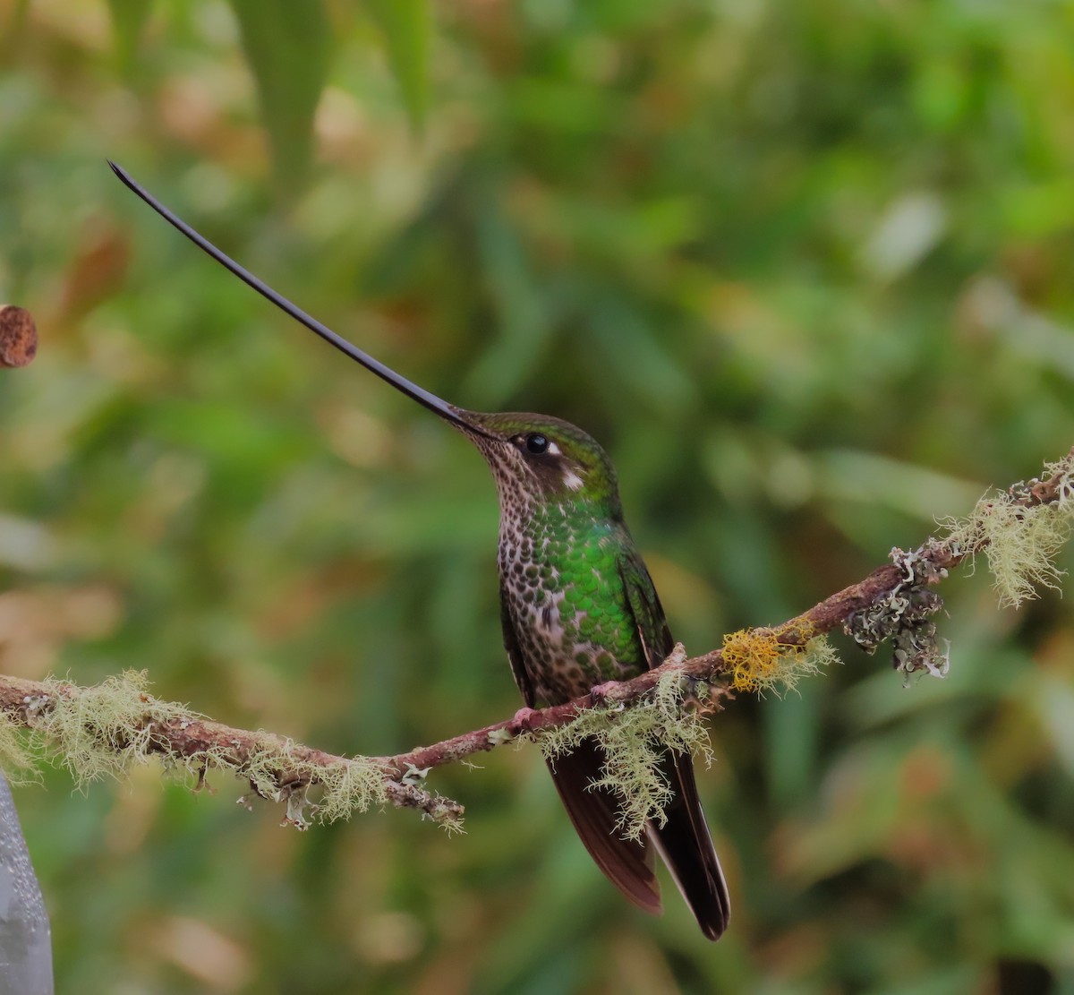 Sword-billed Hummingbird - ML624745051