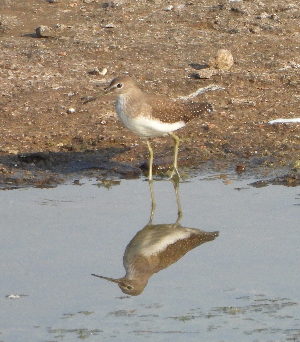 Green Sandpiper - ML624745248