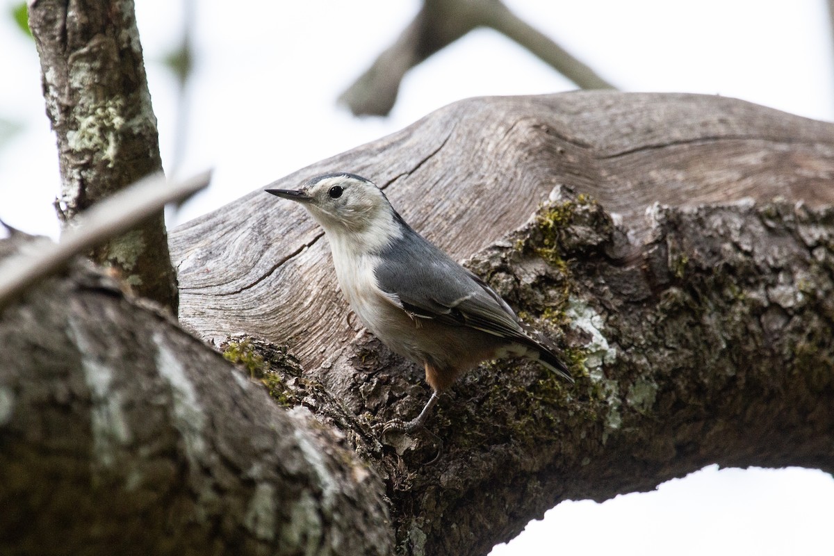 White-breasted Nuthatch (Pacific) - ML624745448