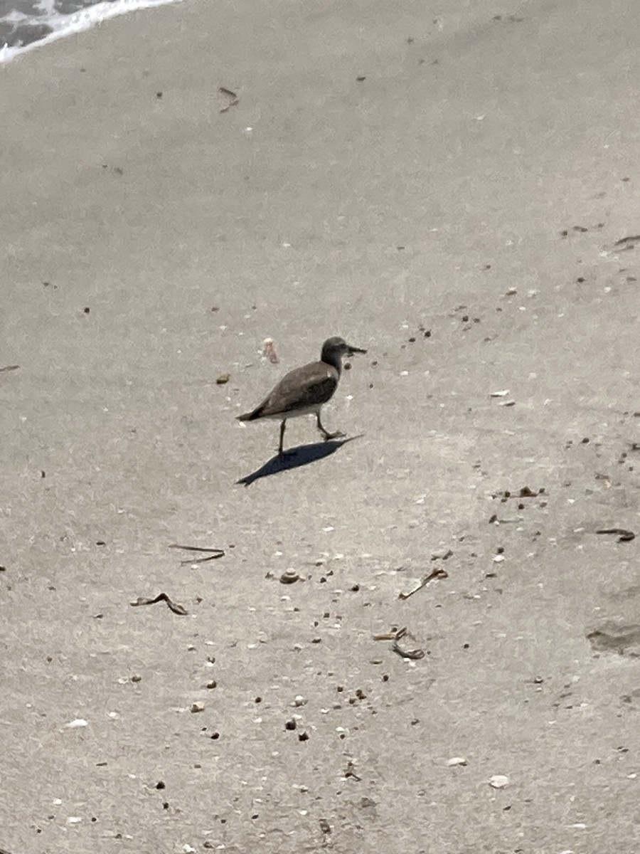 vodouš říční - ML624745456