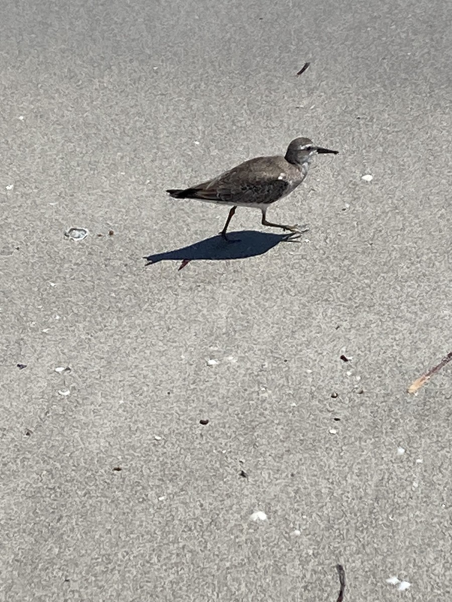 vodouš říční - ML624745457