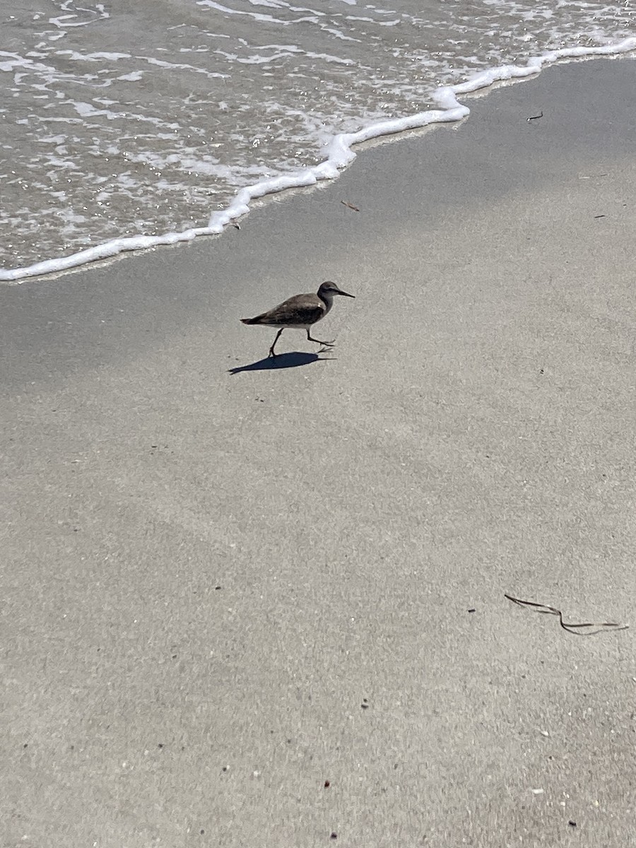 vodouš říční - ML624745458