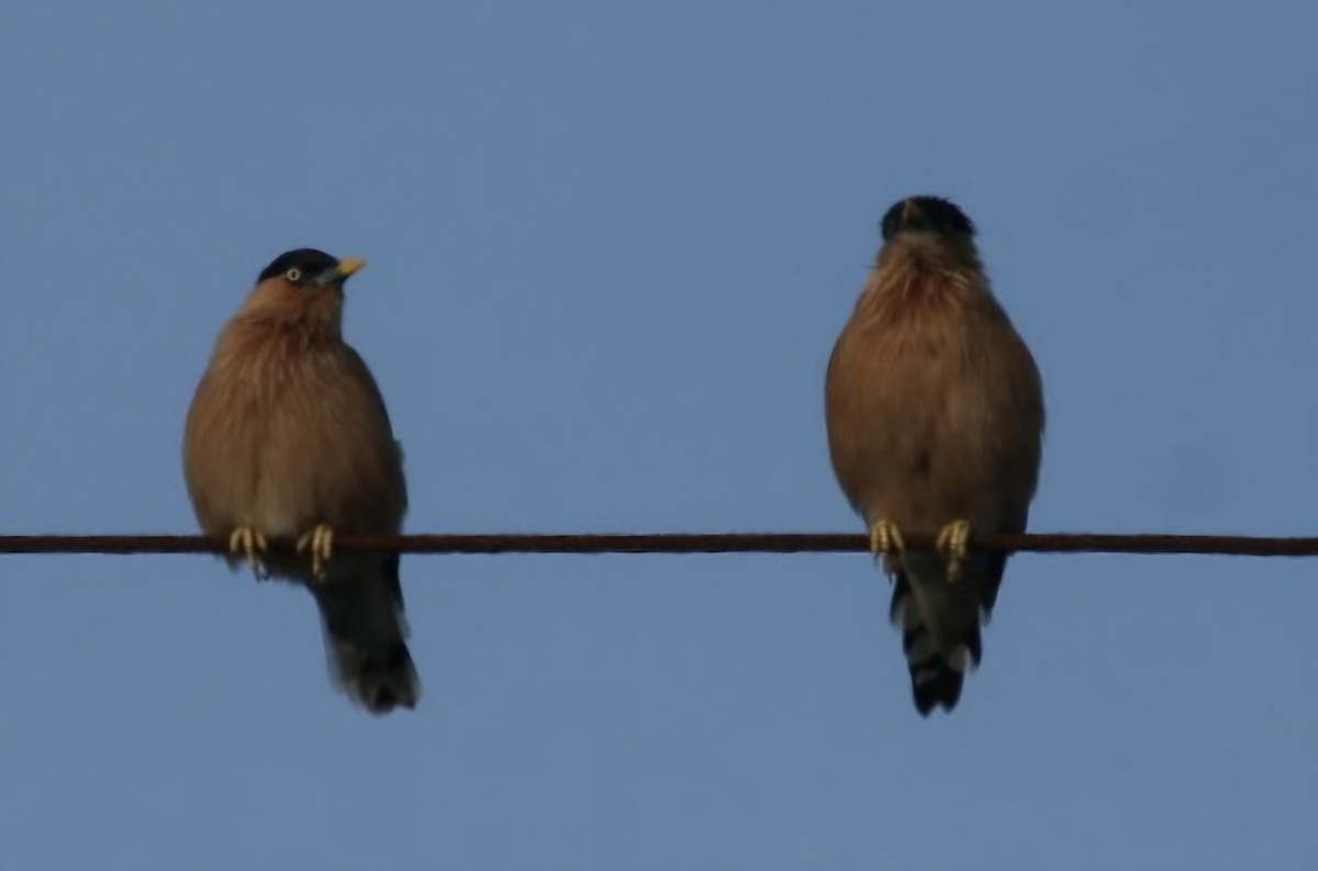 Brahminy Starling - ML624745463
