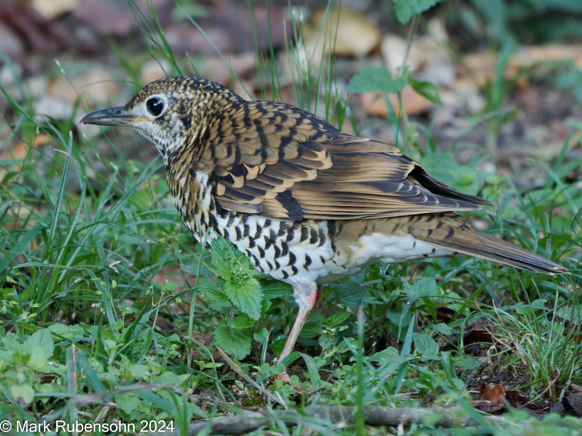 Scaly Thrush - ML624745586