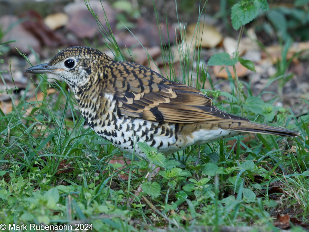 Scaly Thrush - ML624745587