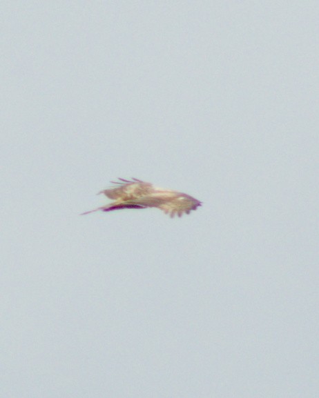 Philippine Honey-buzzard - ML624745665