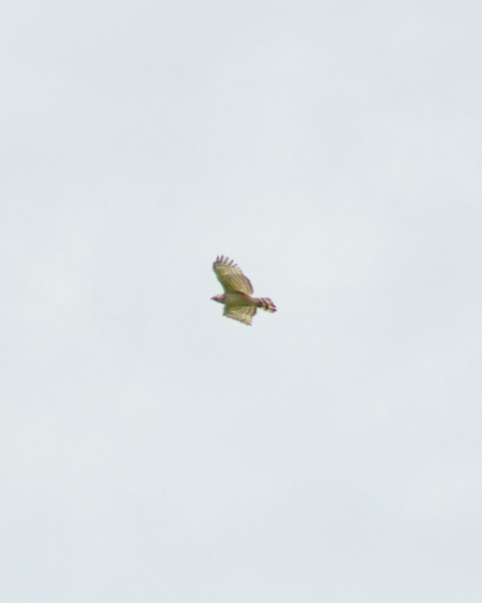 Philippine Honey-buzzard - ML624745666