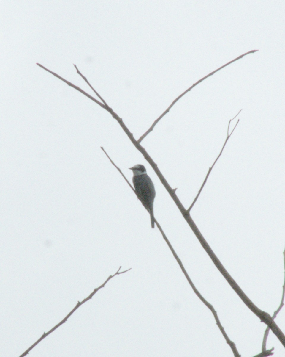 Ashy Minivet - ML624745671