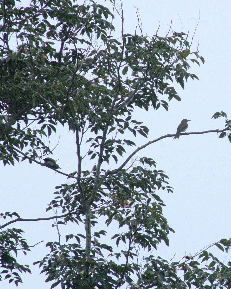 Philippine Bulbul - ML624745672