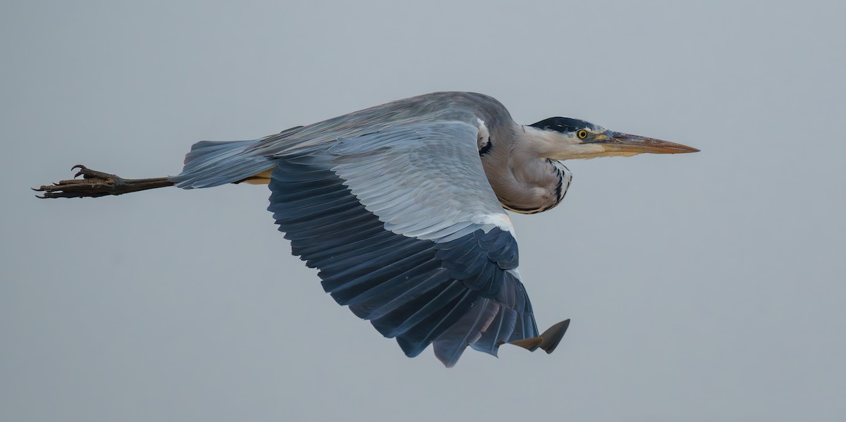 Gray Heron - ML624745727