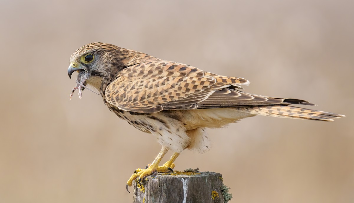 Eurasian Kestrel - ML624745730