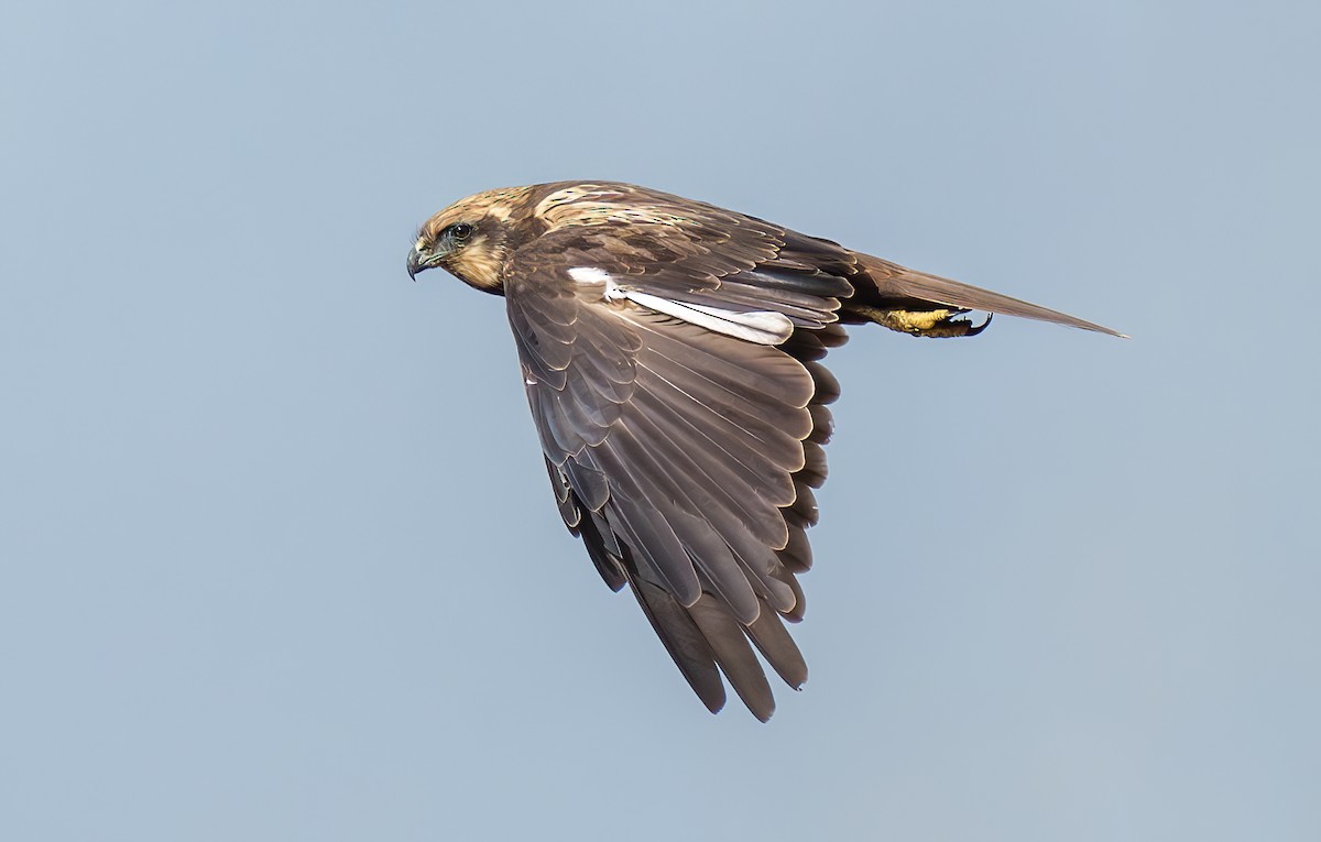 Western Marsh Harrier - ML624745734