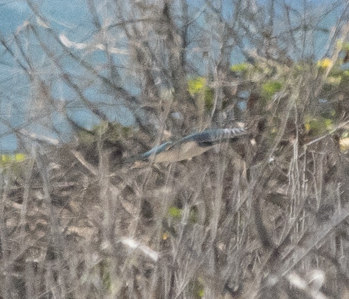 Collared Kingfisher - ML624745806