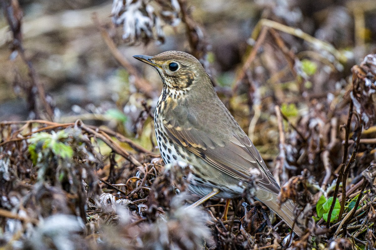 Song Thrush - Rodney Ungwiluk Jr