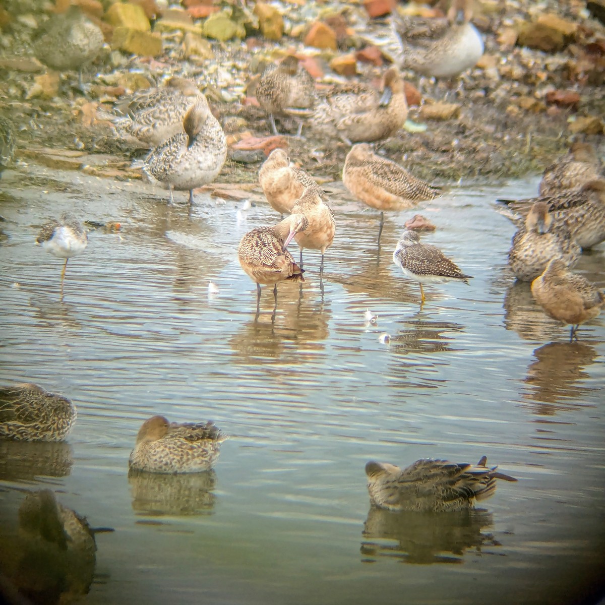 Marbled Godwit - ML624745924