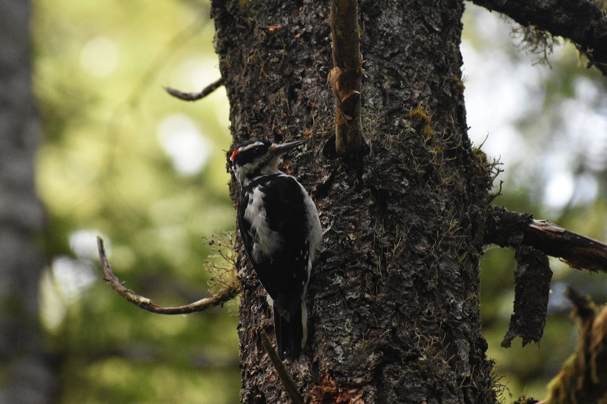 Hairy Woodpecker - Sydney Gerig