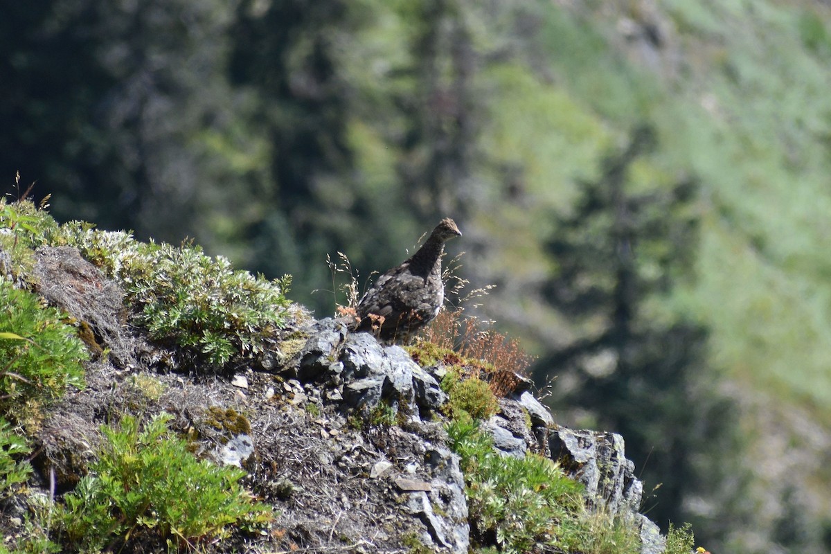 Sooty Grouse - ML624746015