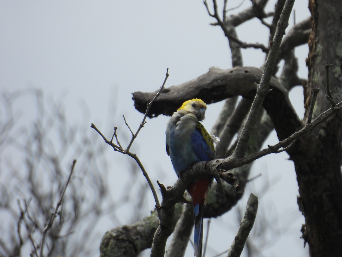 Pale-headed Rosella - ML624746017