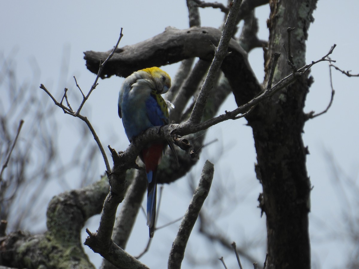 Pale-headed Rosella - ML624746018