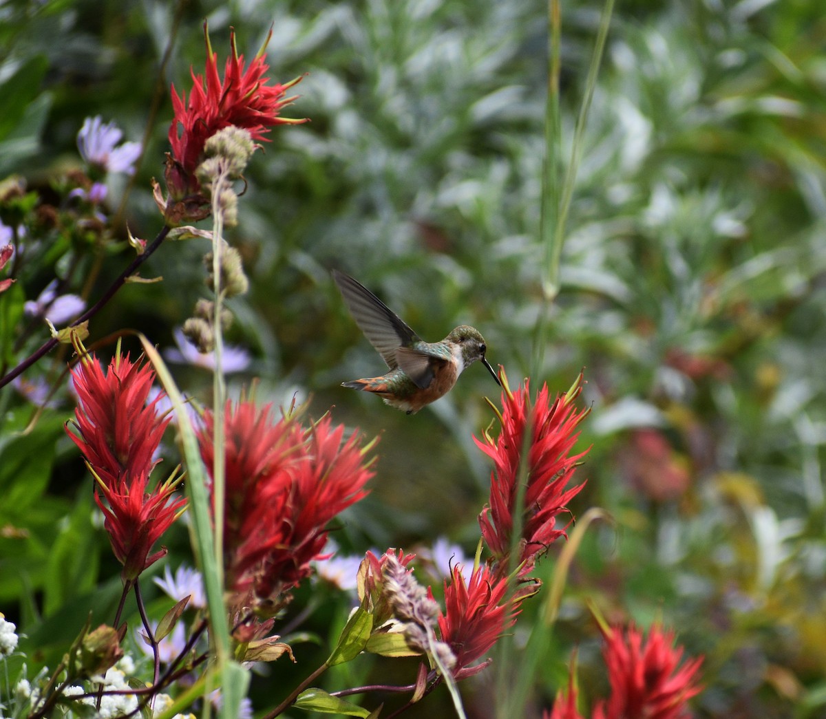 Rufous Hummingbird - ML624746020