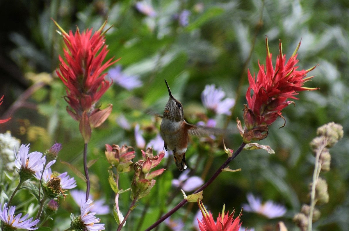 Rufous Hummingbird - ML624746022