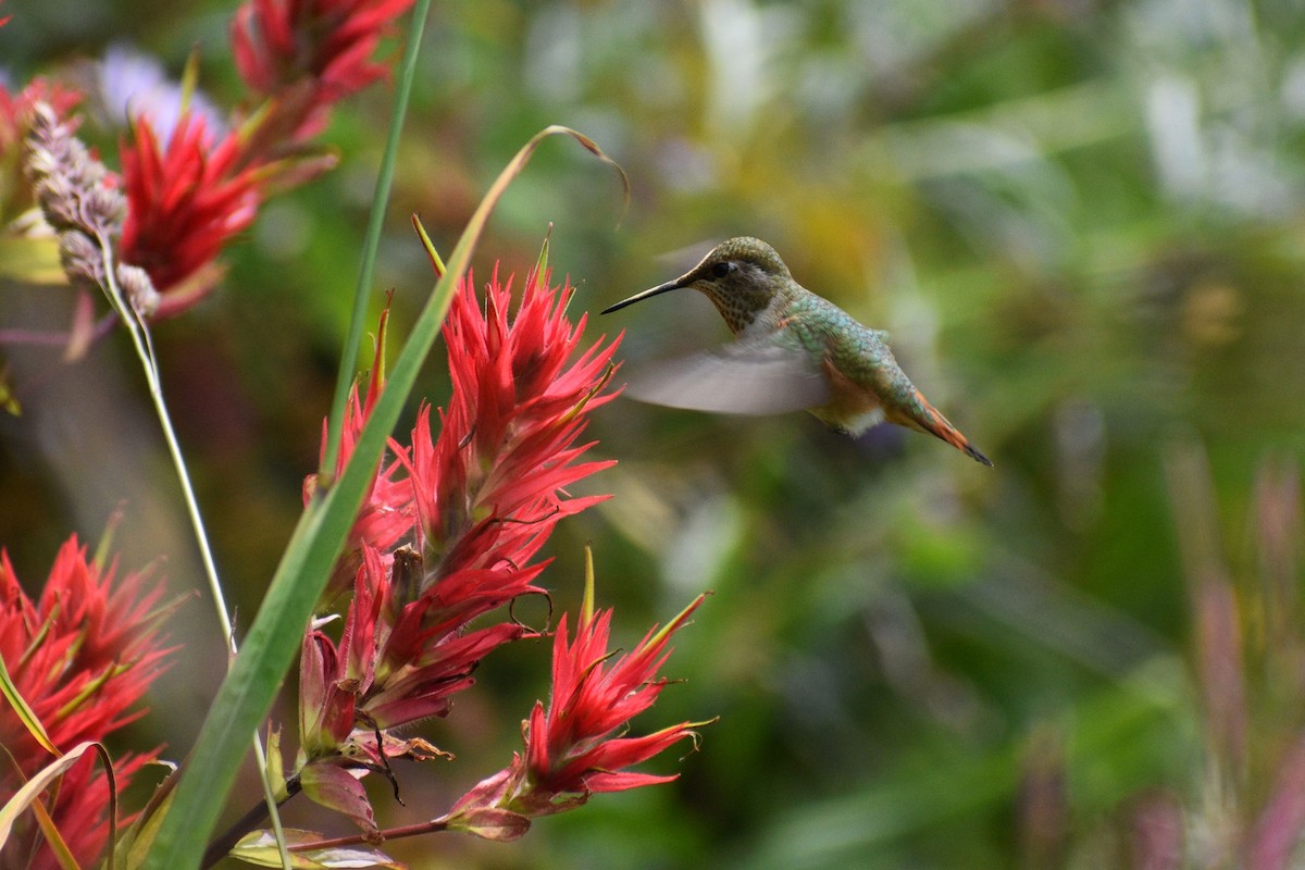 Rufous Hummingbird - ML624746024