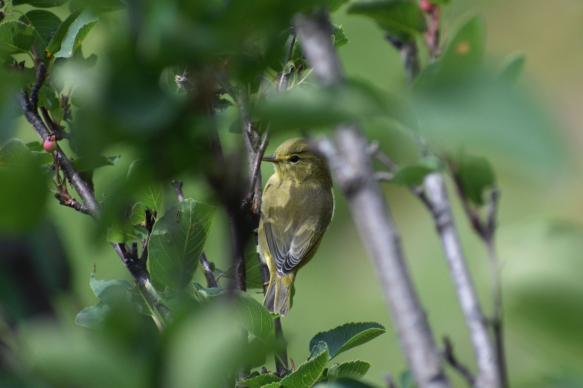 Orange-crowned Warbler - ML624746028