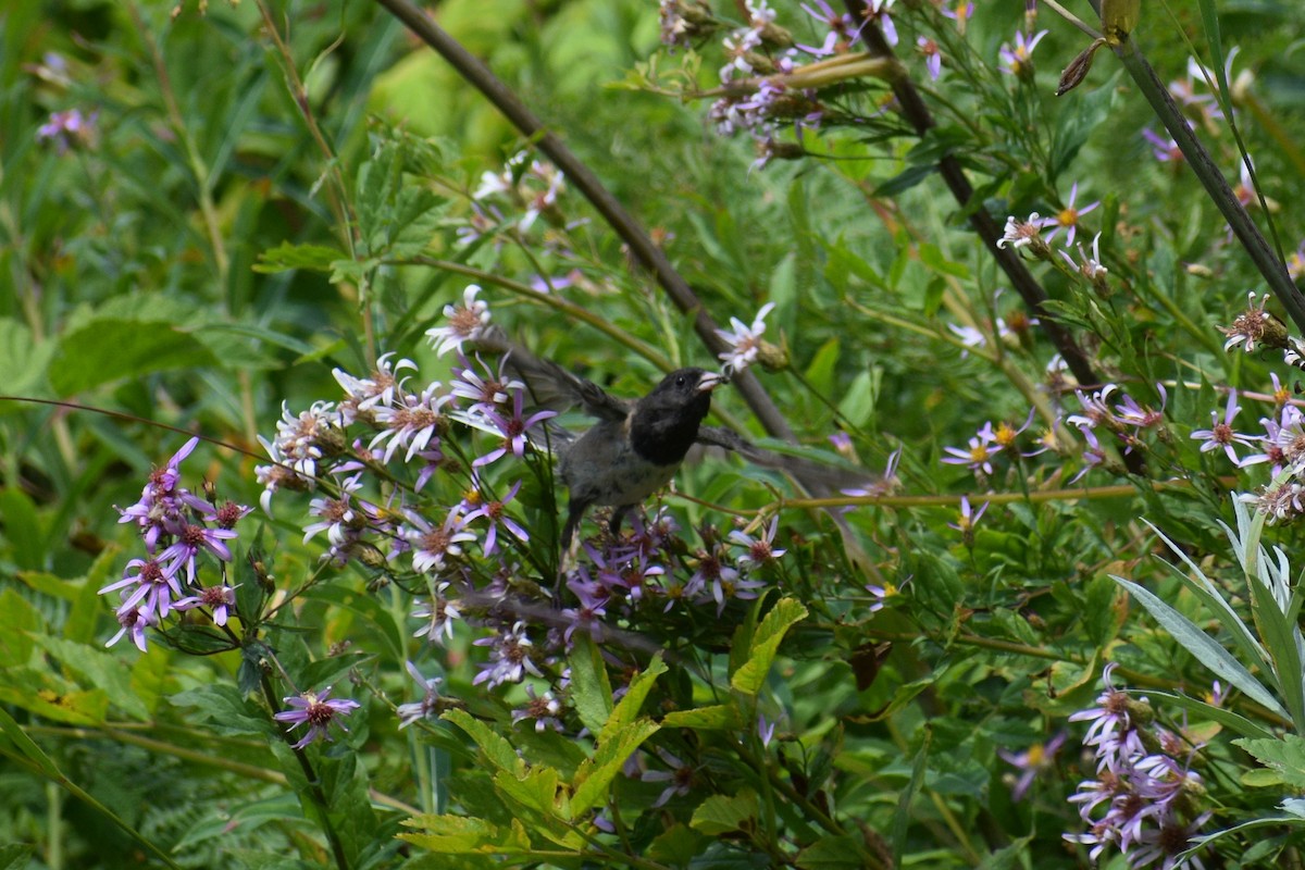 Dark-eyed Junco - ML624746029