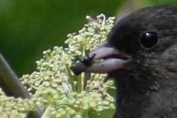 Dark-eyed Junco - ML624746031