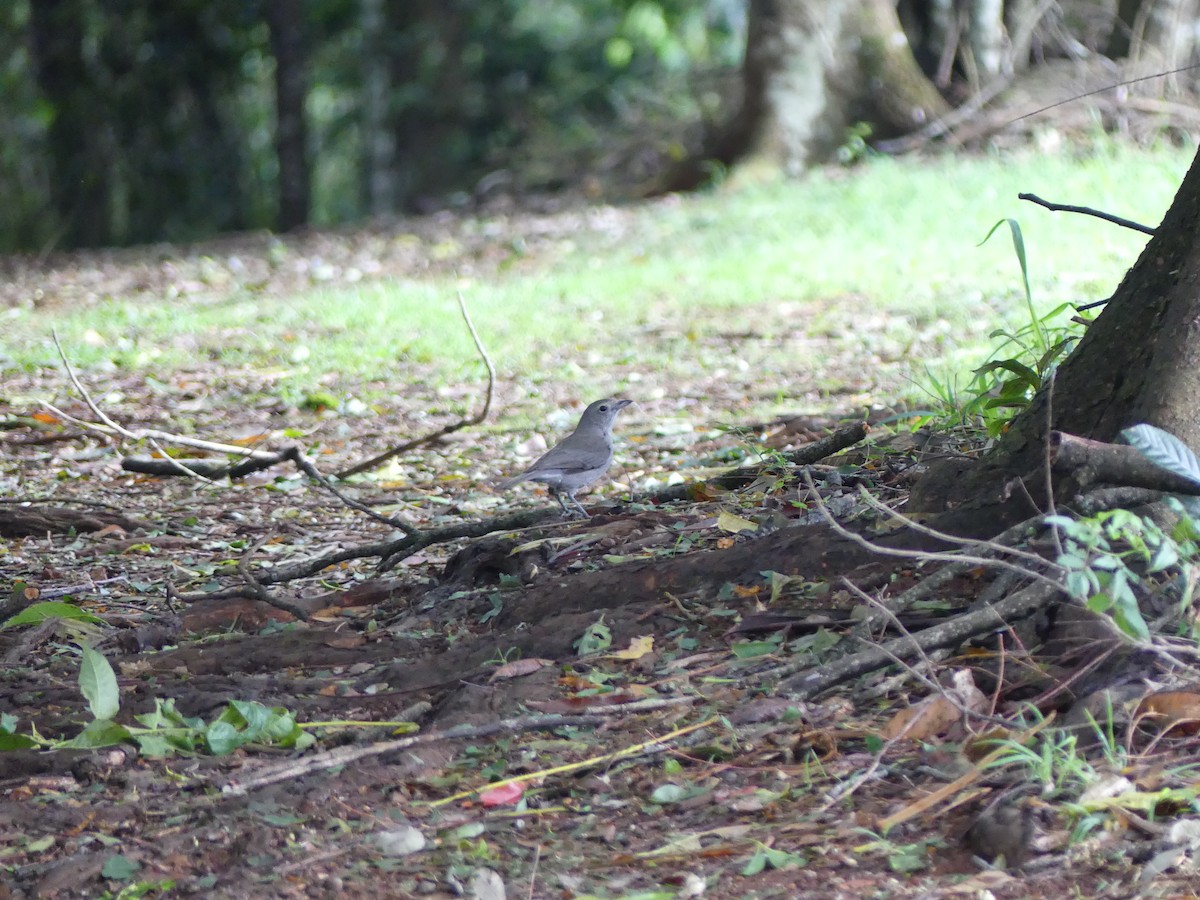 Gray Shrikethrush - ML624746048