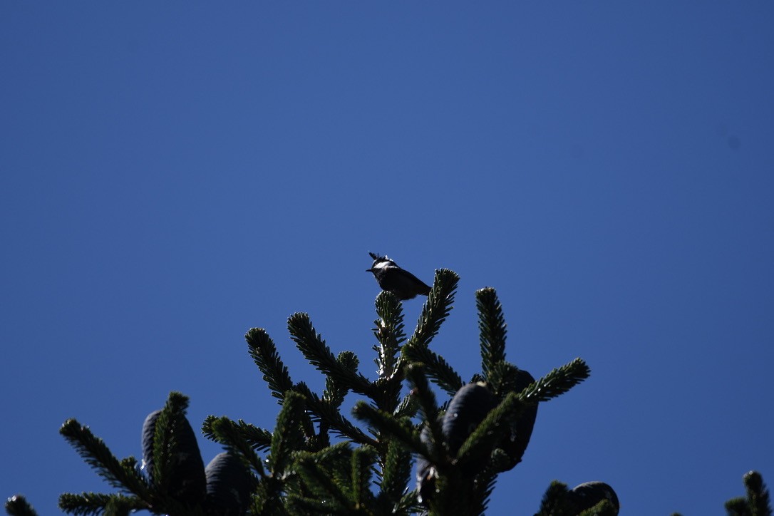 Rufous-vented Tit - ML624746133