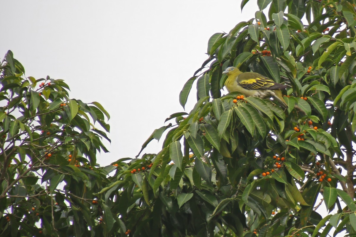 Buru Green-Pigeon - ML624746301