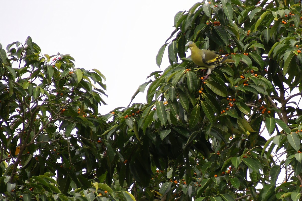 Buru Green-Pigeon - ML624746302